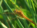 Libellula Libellula
