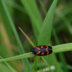 traversata su ponte vegetale traversata su ponte vegetale