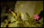 flower flower