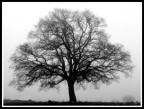In the fog... In the fog...