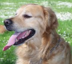 Il miglior amico dell'uomo Il miglior amico dell'uomo