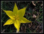 Stella a sei punte Stella a sei punte