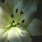 un raggio di sole un raggio di sole