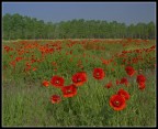 Campo di papaveri Campo di papaveri