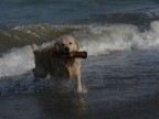 Un maremmano sul mare... Un maremmano sul mare...
