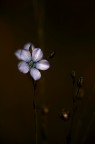 Serenity