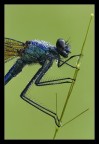 Libellula: ritratto Libellula: ritratto