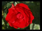 Red Rose Red Rose