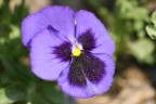 MACRO NATURA 3 MACRO NATURA 3