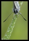 Butterfly and drops Butterfly and drops