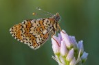 Ninfalide (Melitaea cinxia) bagnata dal sole Ninfalide (Melitaea cinxia) bagnata dal sole