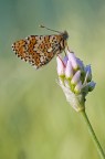 Ninfalide (Melitaea cinxia) di prima mattina Ninfalide (Melitaea cinxia) di prima mattina