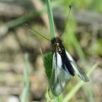 posa per me posa per me