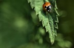 coccinella hi-tech