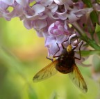 Oasi WWF di Burano - Capalbio 
Sull'albero delle farfalle (Buddleja davidii) c'era lei.