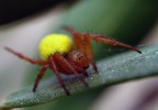 non avevo mai visto prima un ragno cos singolare. L' addome aveva un colore giallo sparato quasi fosforescente .
