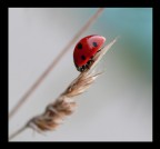 cocci.... in vetta cocci.... in vetta