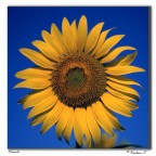 Girasole Girasole