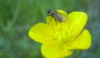 moschina