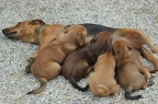 4 piccoli ..... affamati