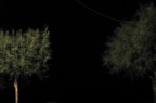notturno con giovani alberi notturno con giovani alberi