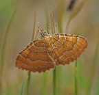 farfallina farfallina