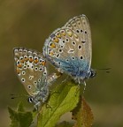 Lycaenidae.....il continuo della specie Lycaenidae.....il continuo della specie