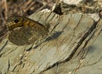 Satyrinae Satyrinae