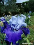 Iris bicolore: blu e celeste. Iris bicolore: blu e celeste.