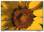 Girasole-3- Girasole-3-