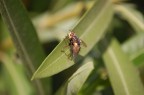 Mosca in grande Mosca in grande