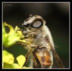 L'ape maia L'ape maia