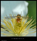 s y m m e t r i c a s y m m e t r i c a