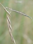 libellula in tono
