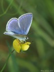 Farfalla