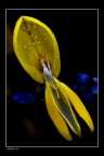 yellow pt 2