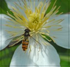 ape al quadrato ape al quadrato