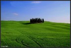 ancora cipressi ancora cipressi
