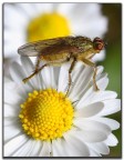 sulla margheritina