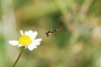 Volando Verso il Fiore Volando Verso il Fiore