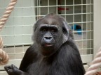 cucciolo gorilla cucciolo gorilla