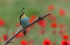 bee-eater bee-eater