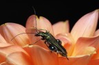 Oedemera nobilis Oedemera nobilis