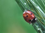 coccinella bagnata... coccinella bagnata...