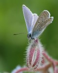 Tenuta di Decima Malafede - Roma 
L'ho ritrovata sulla borago officinalis.