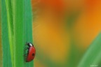 Una coccinella a spasso...

Critiche e suggerimenti sempre graditi :)

Dati di scatto:
sigma 180 macro
1/20 sec
f/14
iso 200
treppiedi