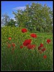 I papaveri I papaveri