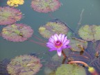 Ninfea viola Ninfea viola