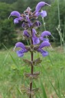 Gocce di rugiada su Salvia officinalis Gocce di rugiada su Salvia officinalis