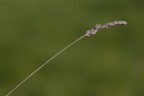 Spazzolino Minimale Spazzolino Minimale